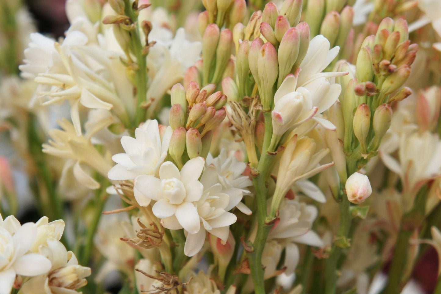 Perfumers Tuberose Absolute from Kannauj India / Earthy with hints of Vanilla and Caramel