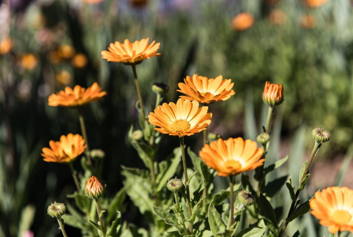 Calendula Absolute • Pure Botanical Extract • Natural Perfumery Ingredient • Floral Herbaceous Aroma • 1ml–30ml Sizes