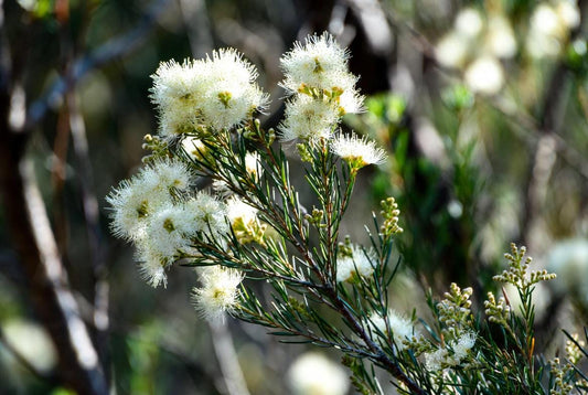 Rosalina Essential Oil • 100% Pure (Melaleuca ericifolia) • Natural Floral-Fresh Aroma • UK Bottled • For Perfumery & Home Fragrance