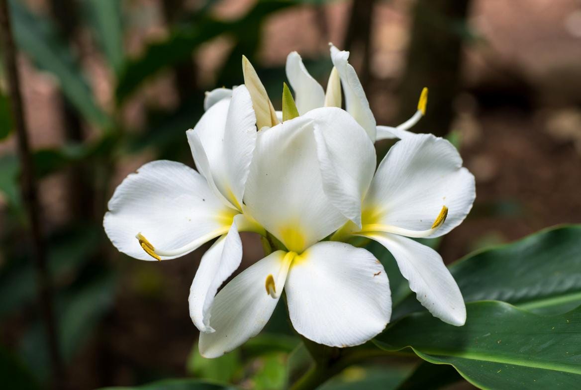 Perfumers Ginger Lily Absolute • Pure Amber Floral Extract • Exotic Natural Perfume Material • Artisan Perfumery Ingredient