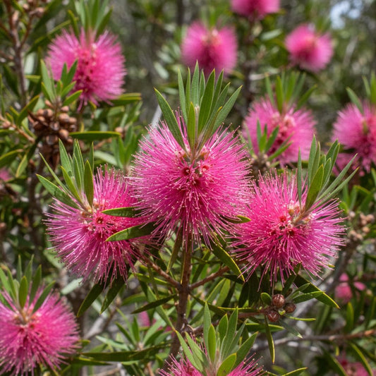 Honey Myrtle Essential Oil – Pure & Natural | Aromatic Australian Myrtle