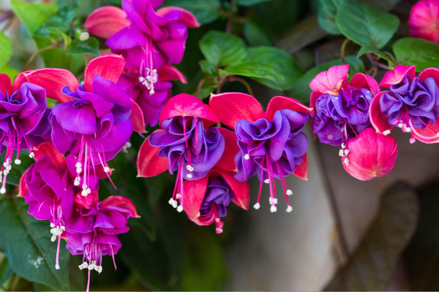 Fuchsia Aroma Oil for Soaps, Candles, Lotions and Shampoos