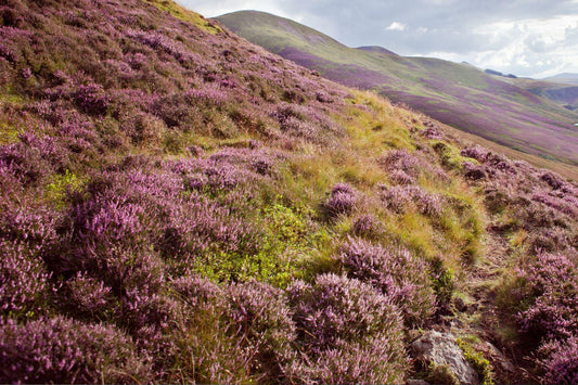 Heather Aroma Oil for Soaps, Candles and Lotions