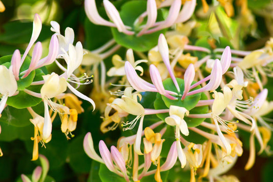 Honeysuckle Aroma Oil for Soaps, Candles, Lotions and Shampoos