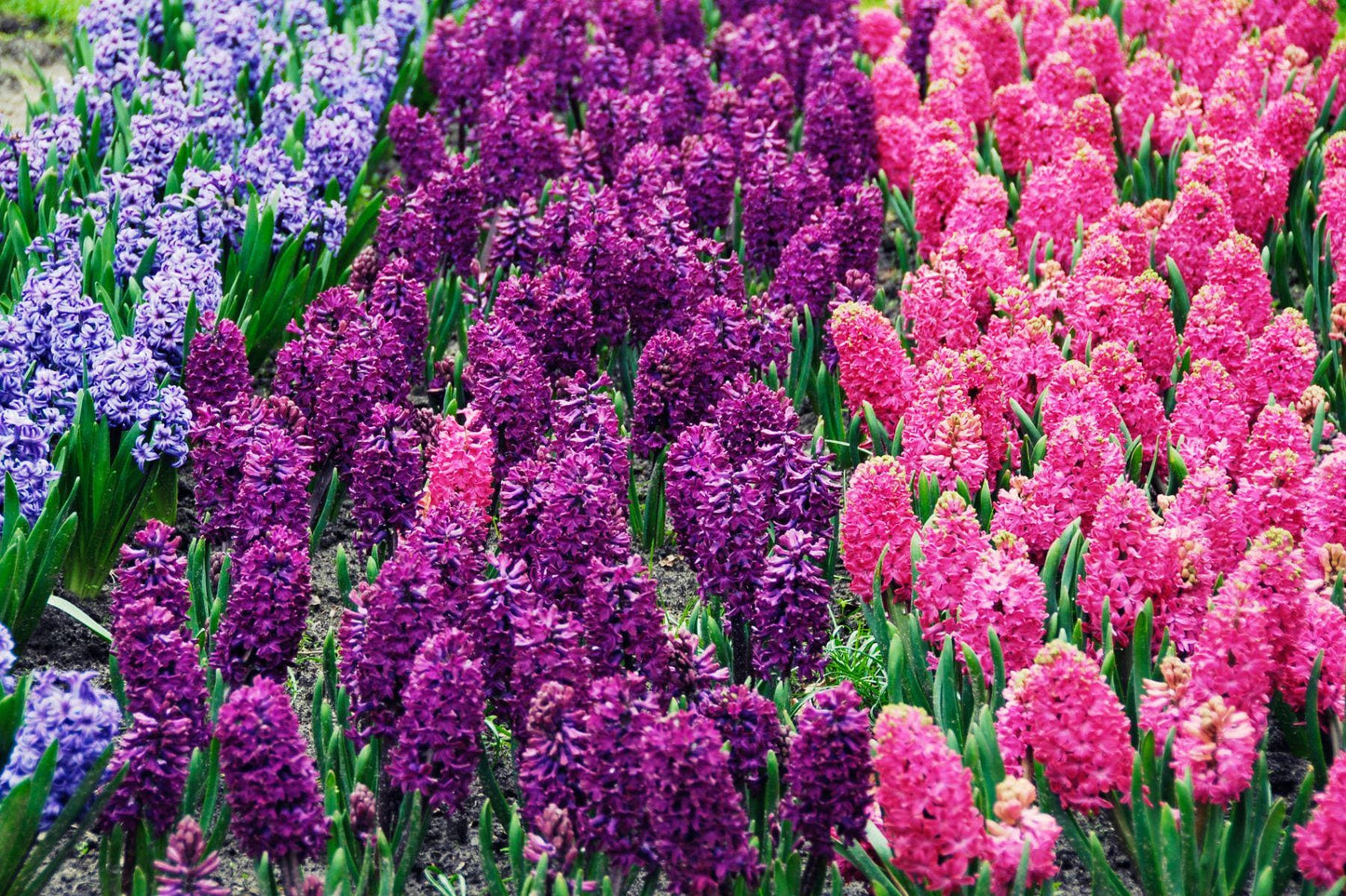 Hyacinth Aroma Oil for Soaps, Candles, Lotions and Shampoos