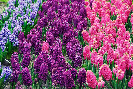 Hyacinth Aroma Oil for Soaps, Candles, Lotions and Shampoos