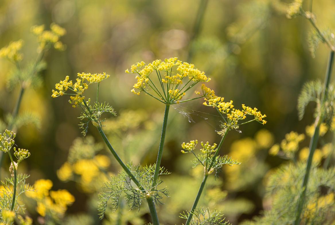 Anethi (Dill-Seed) Essential Oil – 100% Pure & Natural