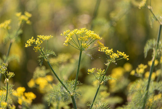 Anethi (Dill-Seed) Essential Oil – 100% Pure & Natural