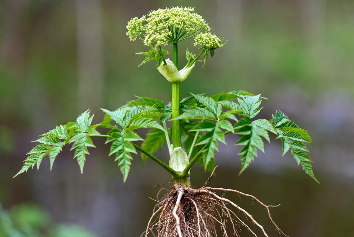 Angelica Root Essential Oil – Premium Pure Extract – Traditional Aromatic Distillation – Fine Perfumery & Aromatic Use