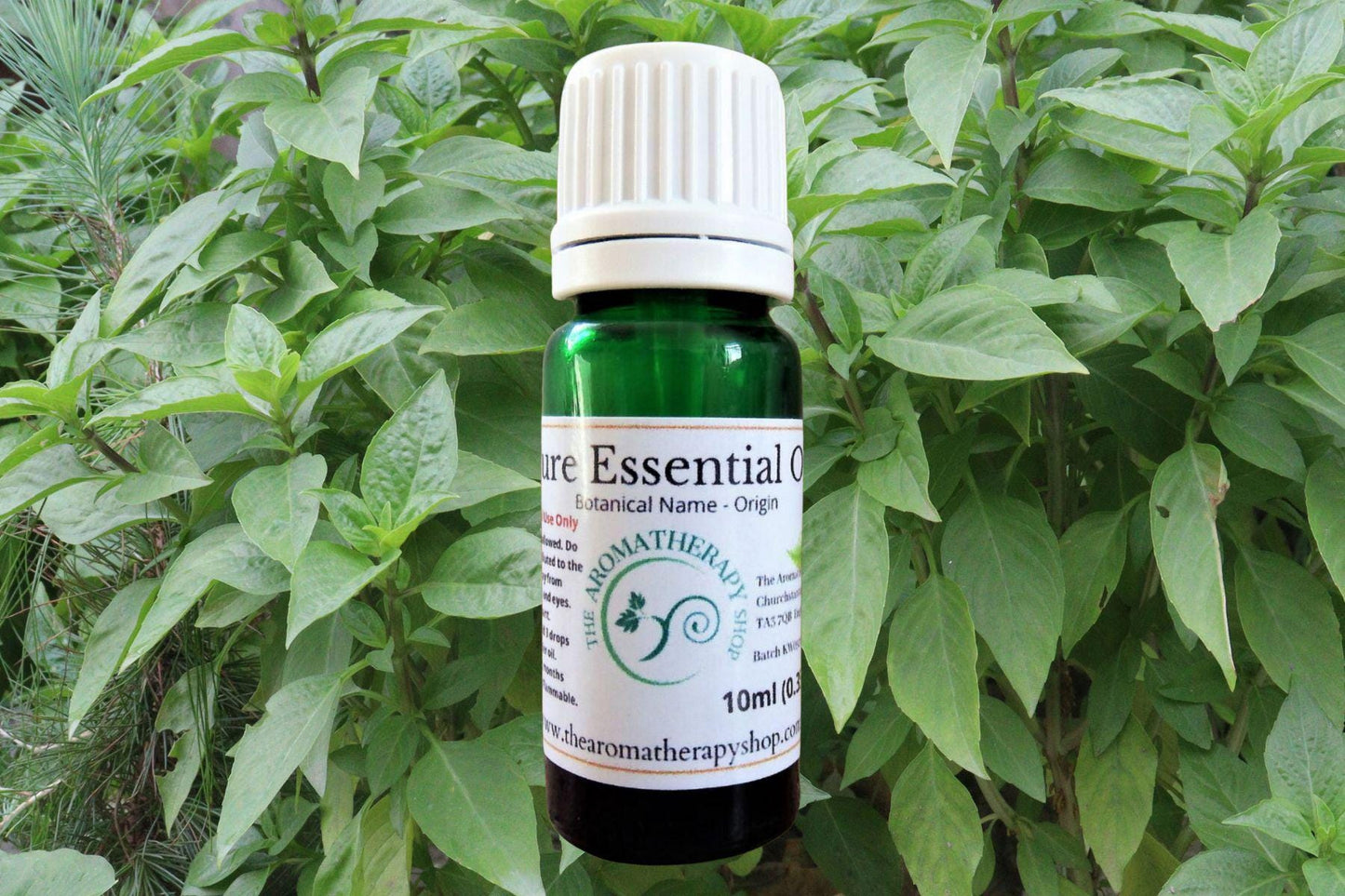 Lemon Basil Essential Oil