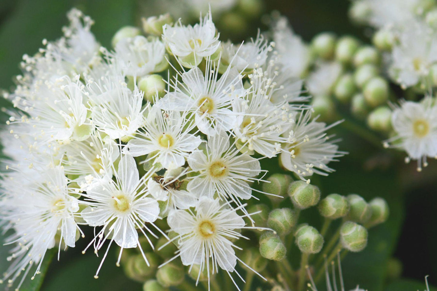 Lemon Myrtle Essential Oil