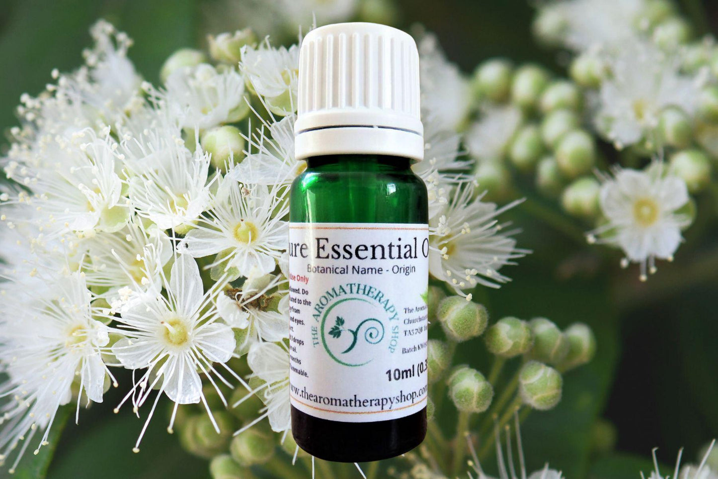 Lemon Myrtle Essential Oil