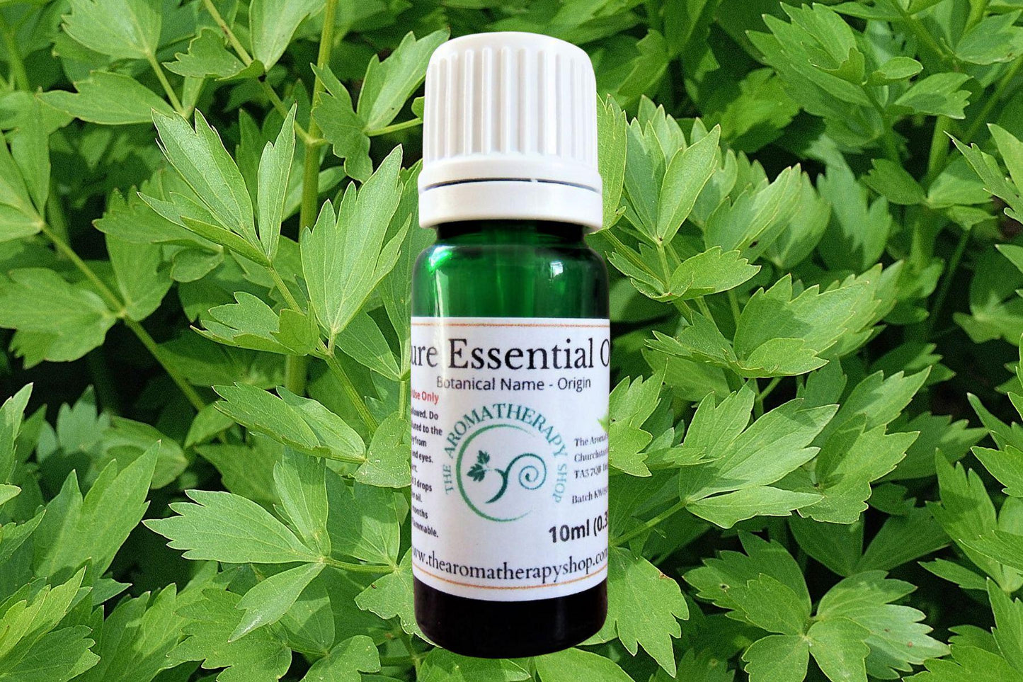 Lovage Essential Oil