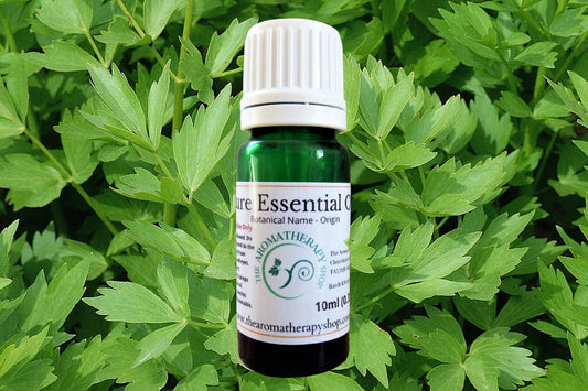 Lovage Essential Oil