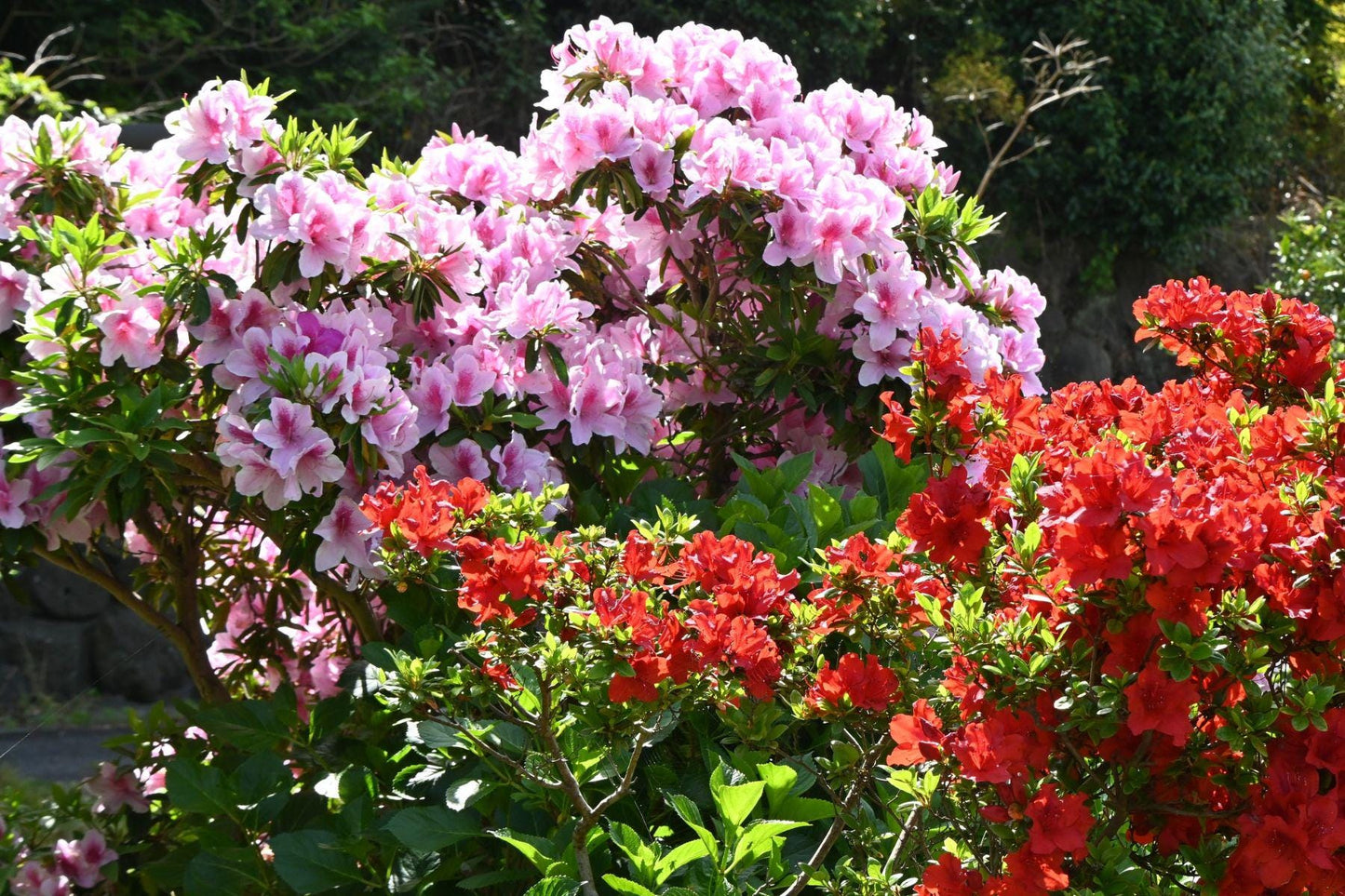 Azalea Aroma Oil for Soaps, Candles, Lotions & Shampoos