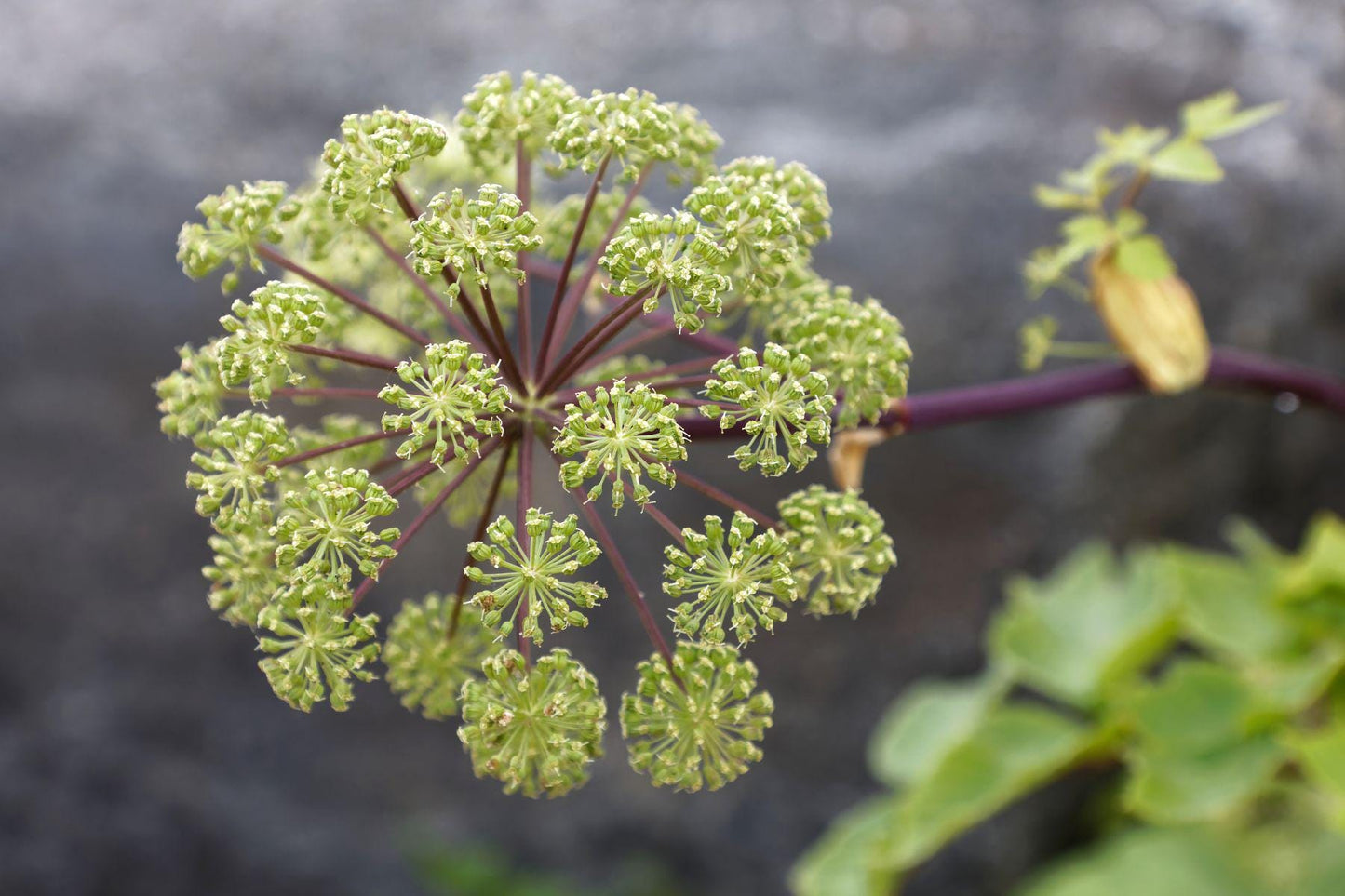 Angelica Seed Essential Oil