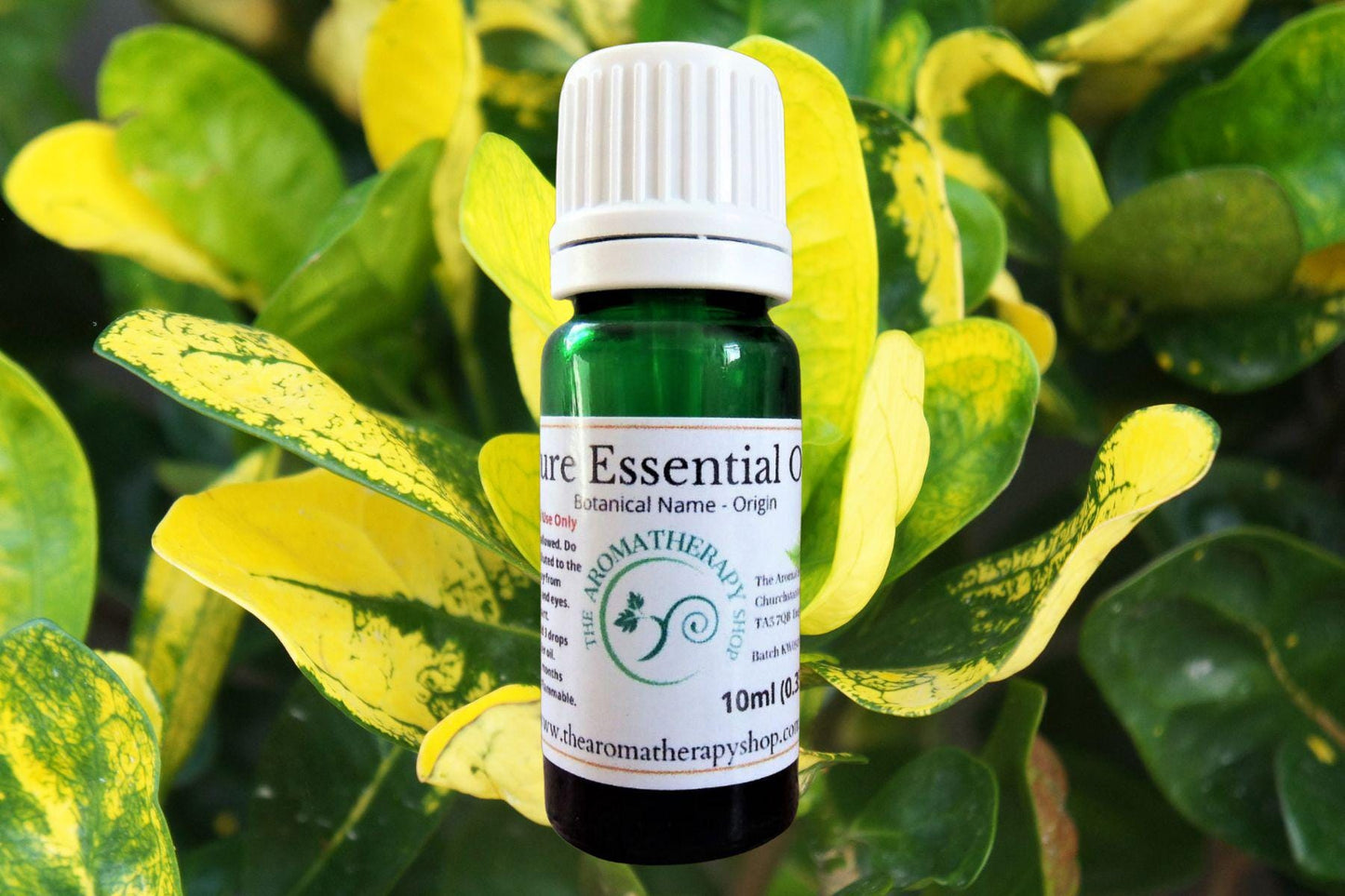 Bay St Thomas Essential Oil
