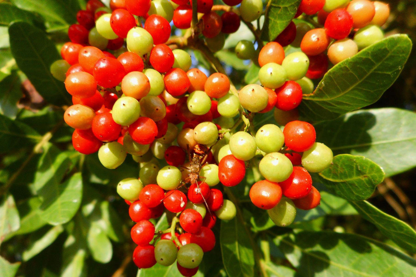 Wild Brazilian Pepper Essential Oil