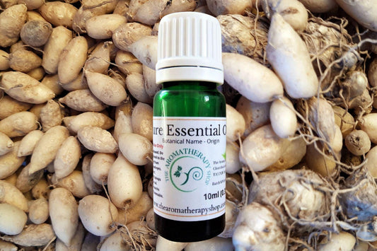 Circuma Zedoaria Essential Oil (also known as White Turmeric)