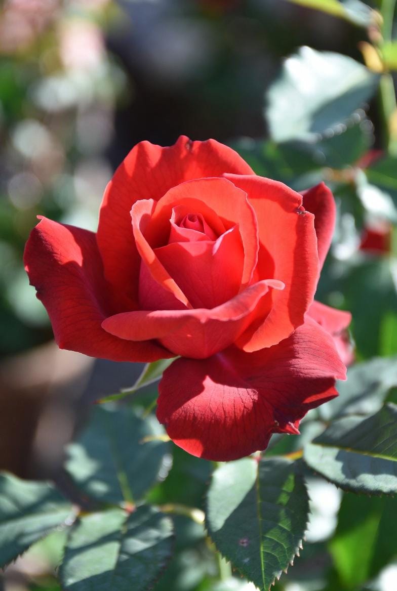 Perfumers Ruh Gulab Pure Essential Oil  -