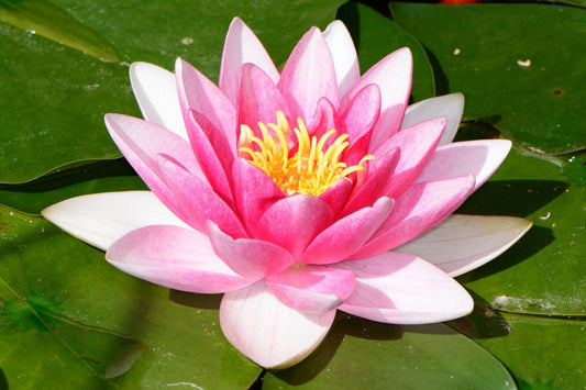 Egyptian Lotus Aroma Oil for Soaps, Candles, Lotions and Shampoos