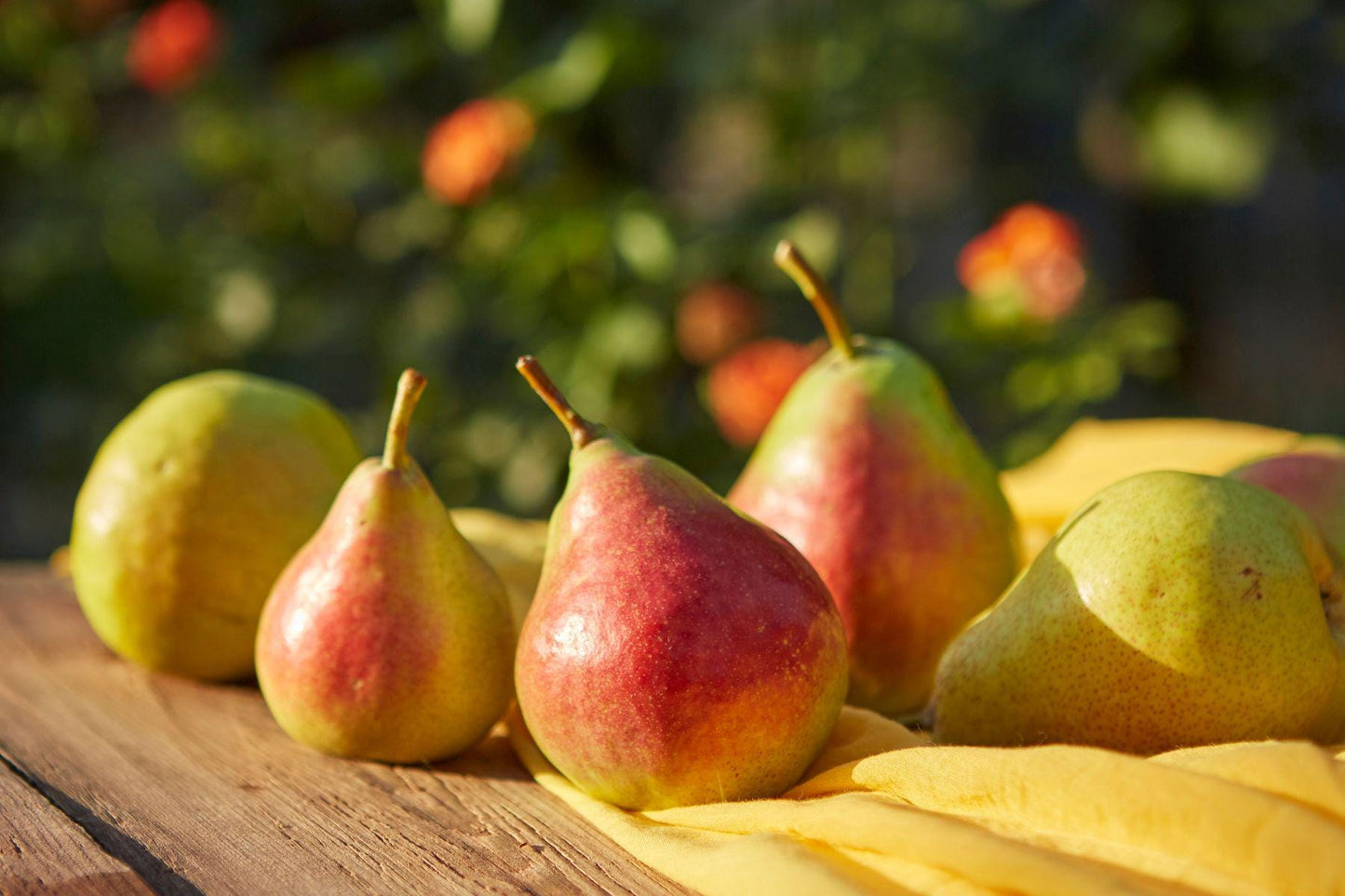 Pear Aroma Oil for Soaps, Candles, Lotions and Shampoos