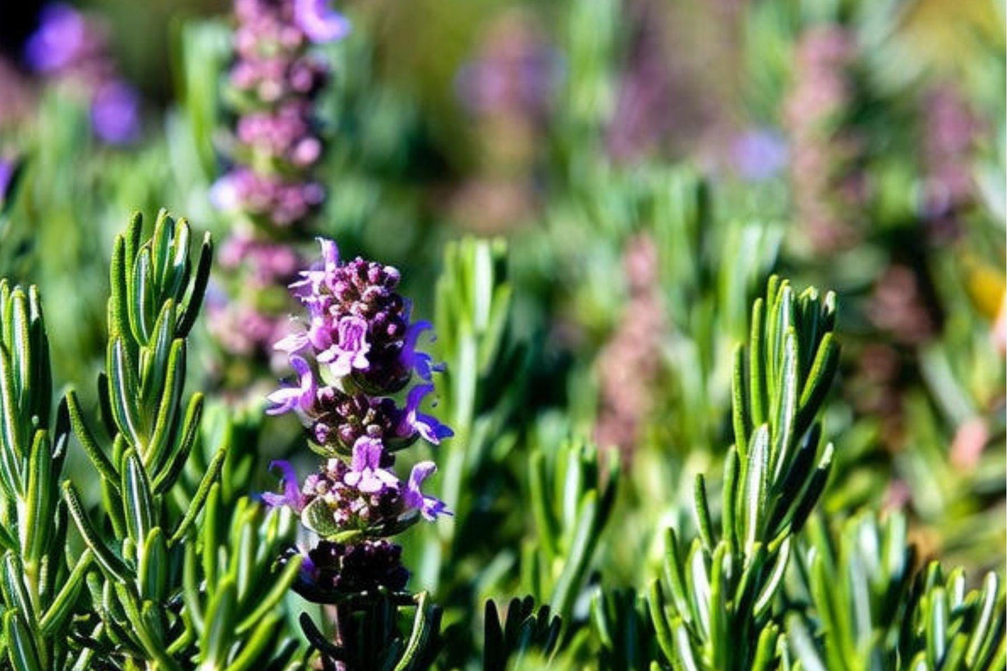 Lemon Thyme Essential Oil