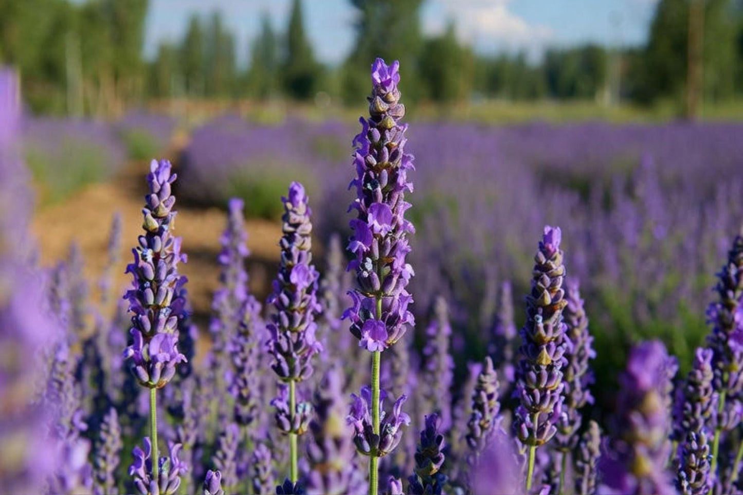 Lavender Kashmir Essential Oil