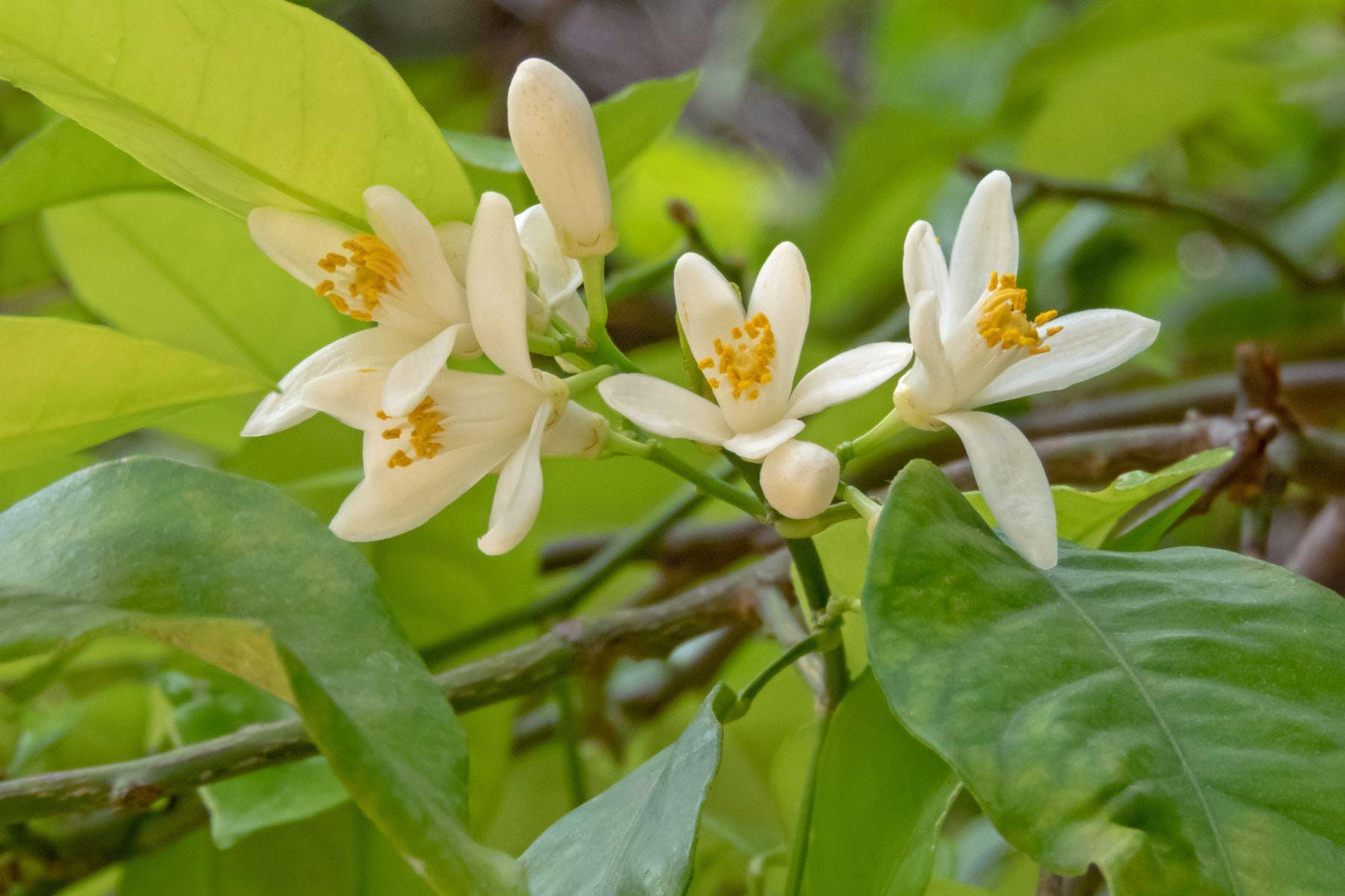 Orange Blossom Essential Oil