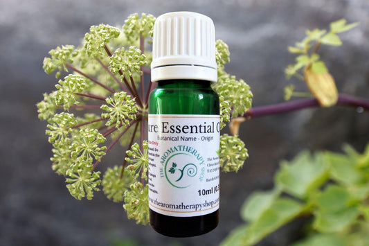 Angelica Seed Essential Oil