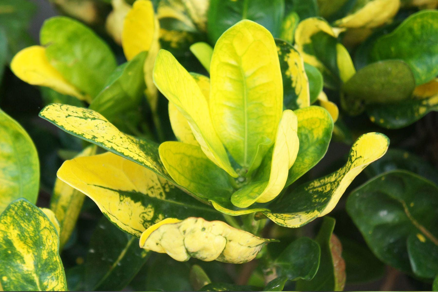 Bay St Thomas Essential Oil