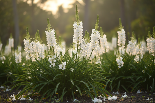 Indian Tuberose — Polianthes tuberosa