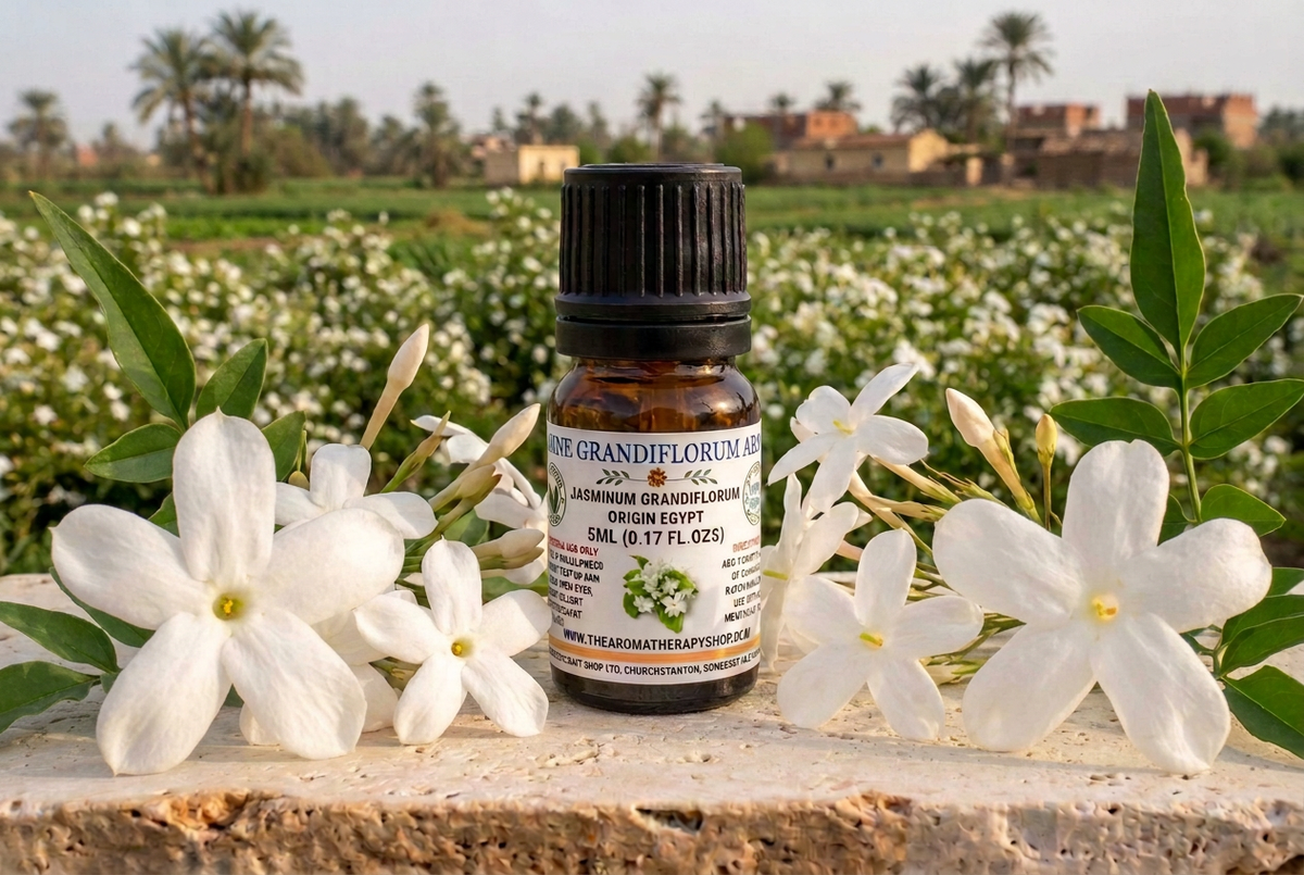 Jasmine Grandiflorum retry targeting a clearly visible increase in foreground flower size