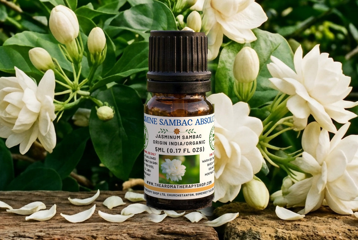 Indian Jasmine Sambac Absolute - Jasminum Sambac | Perfumery Grade