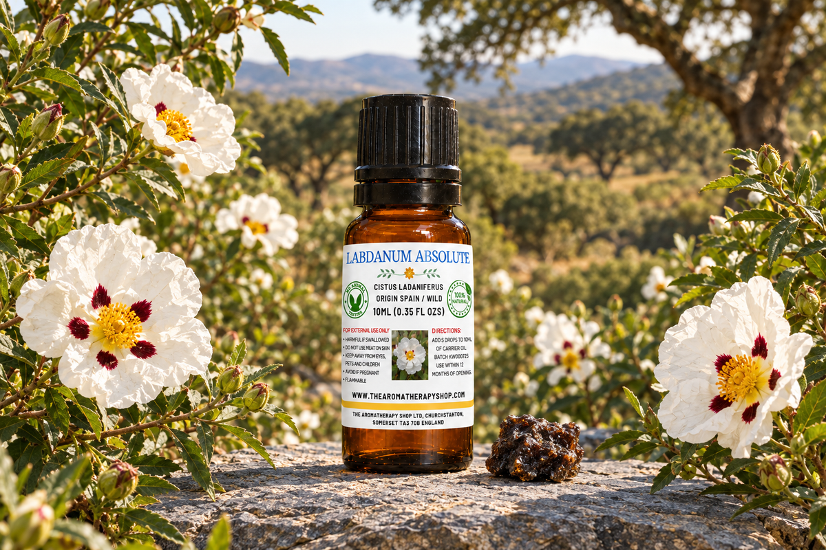 Labdanum Absolute 10ml fresh version