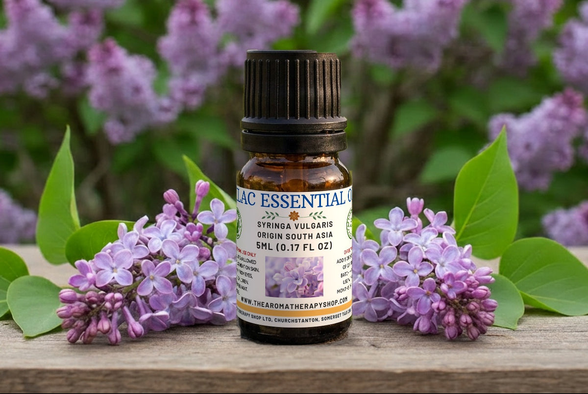 Lilac Essential Oil / Origin South Asia