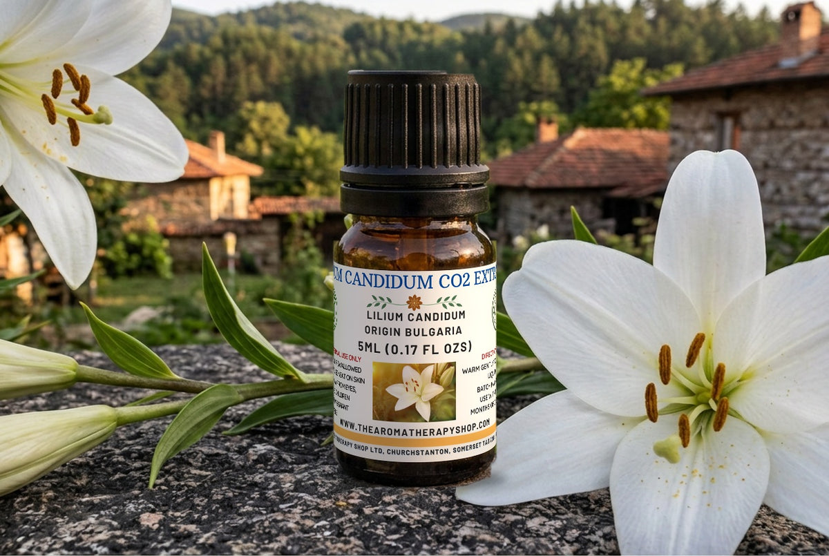 Lilium Candidum CO₂ Extract — The Sacred White  Lily | Delicate Luminous Floral | Bulgaria