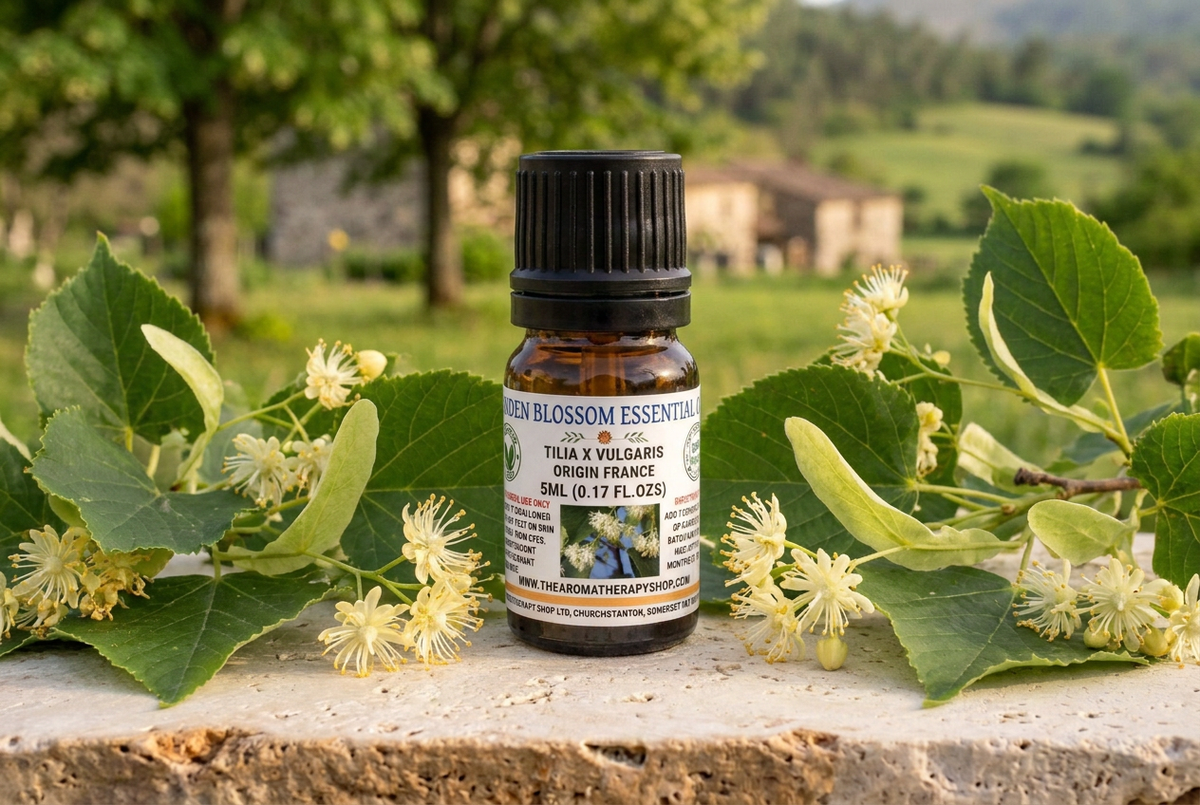 Linden Blossom 5ml showcase with full-sized Tilia cordata flowering branches on limestone in a French countryside setting