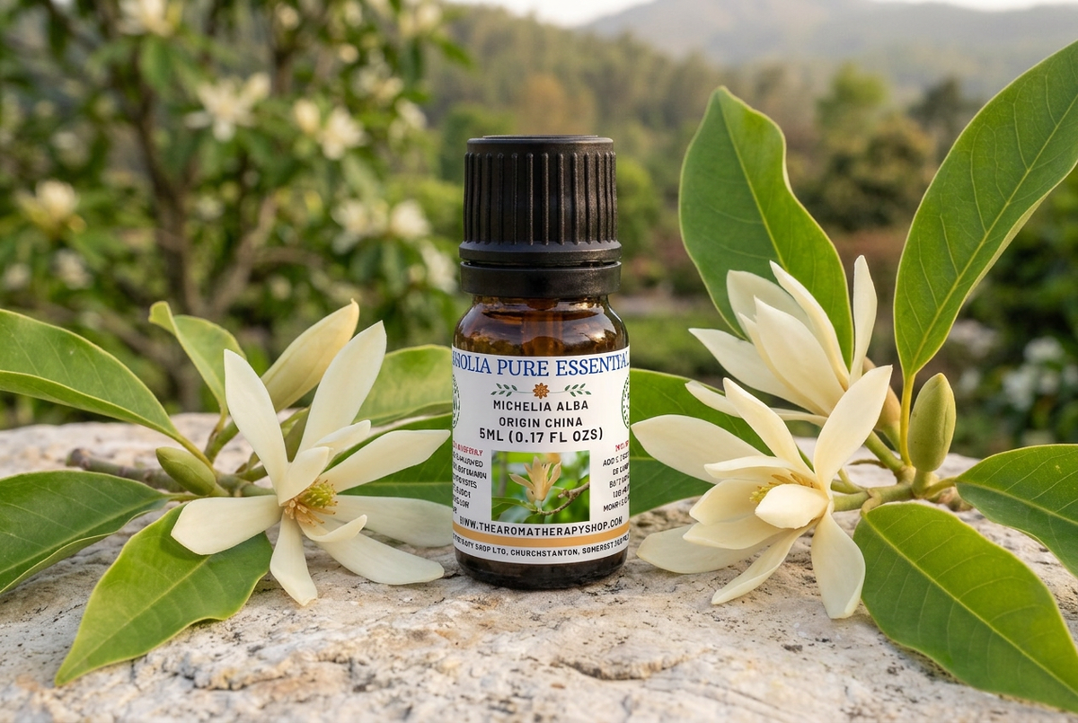 Magnolia showcase with life-size Magnolia × alba botanicals and a Chinese garden background