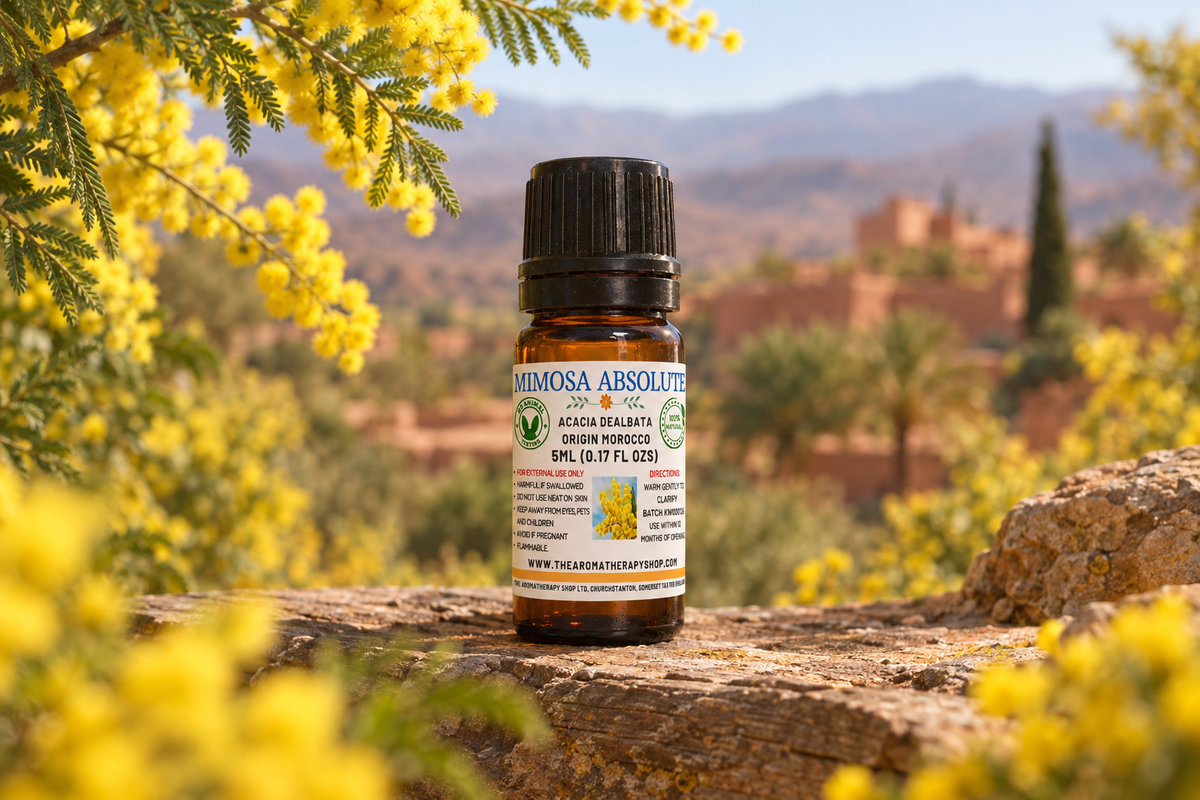 Mimosa Absolute 5ml Moroccan outdoor showcase