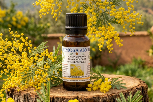 Mimosa Absolute showcase with natural-sized flowering branches in a Moroccan garden setting