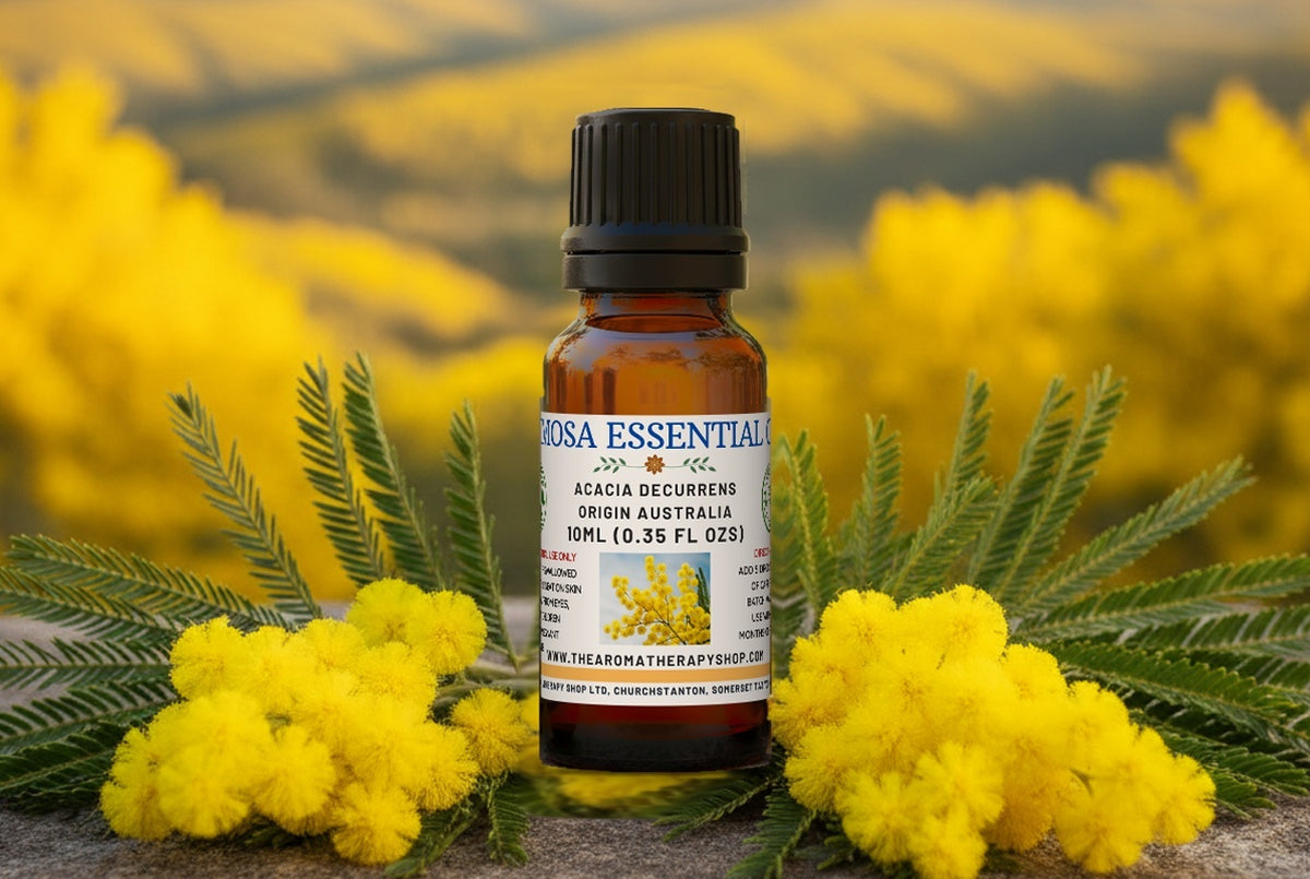 Mimosa Essential Oil / Origin Australia