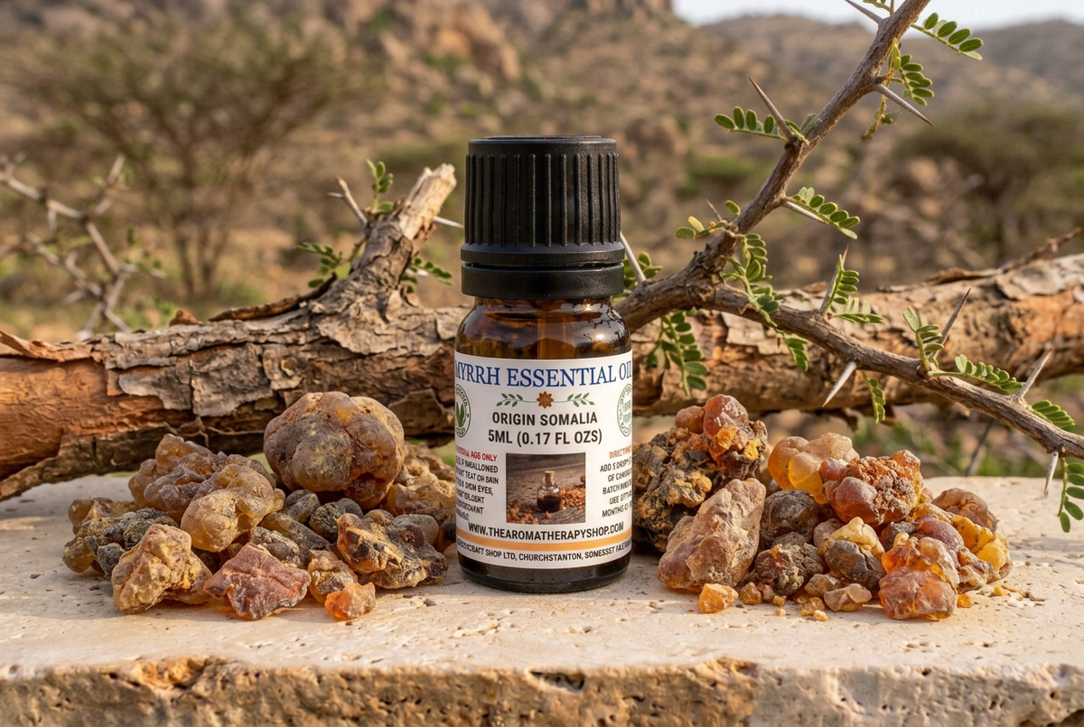 Myrrh Essential Oil 5ml showcase with naturally sized gum resin and bark on sandstone in a Somali dry woodland setting