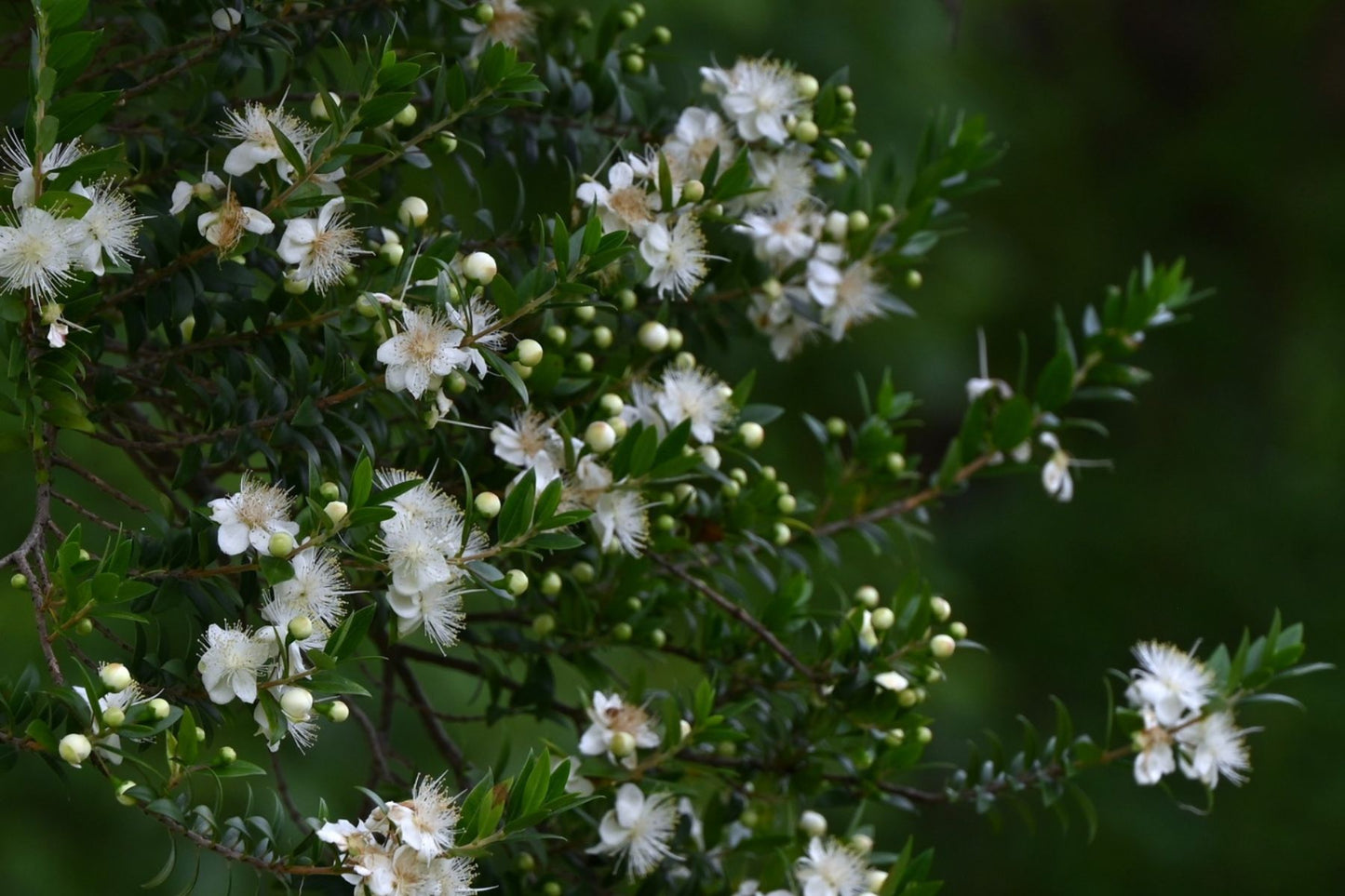 Myrtle Essential Oil