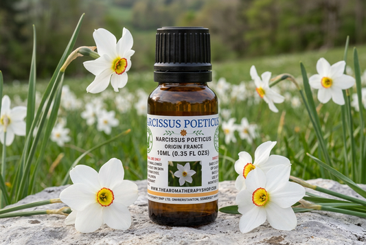 Narcissus Poeticus Absolute showcase in a French meadow, with flowers scaled against the 10ml bottle