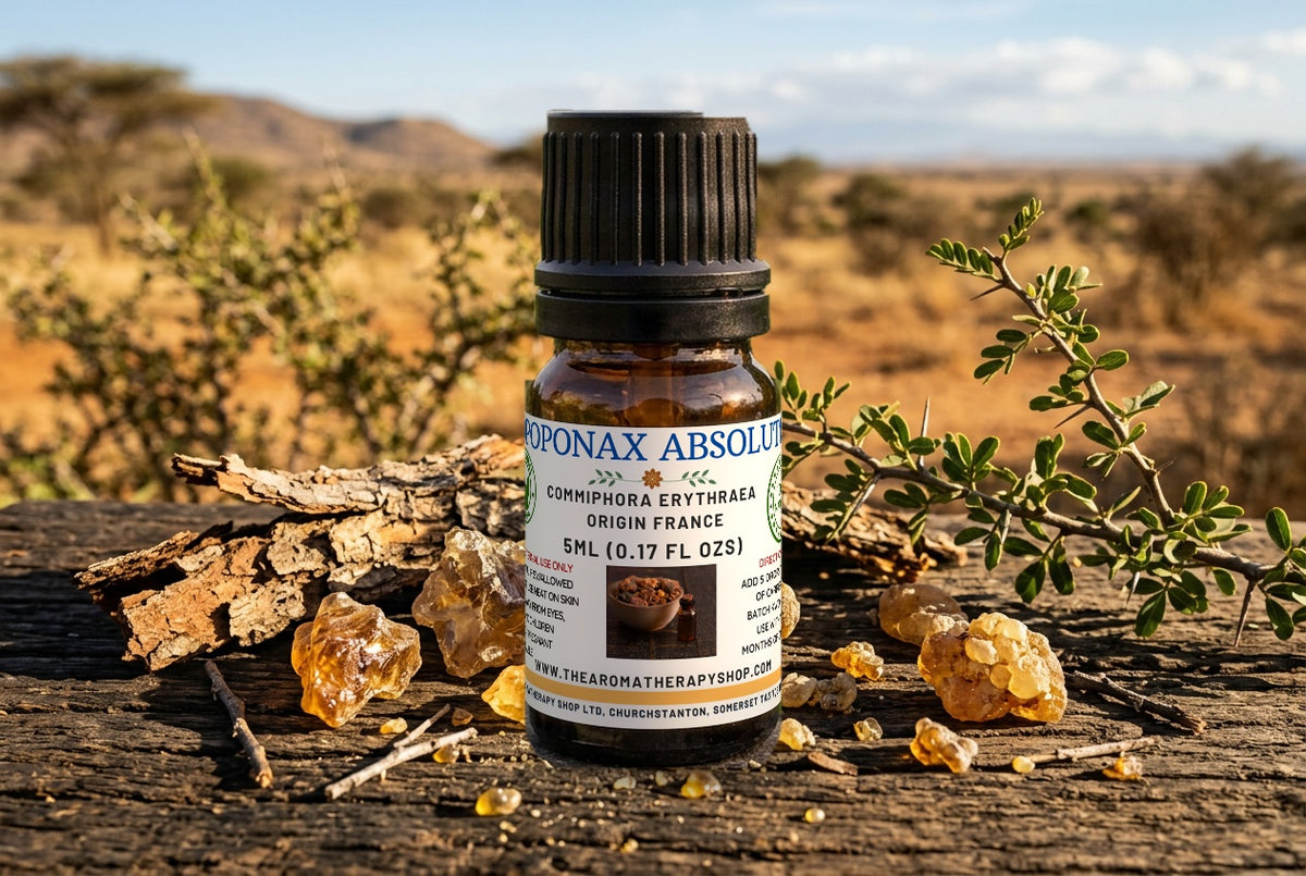 Opopanax Absolute — Commiphora erythraea | Sweet Myrrh | H Reynaud Fils, France