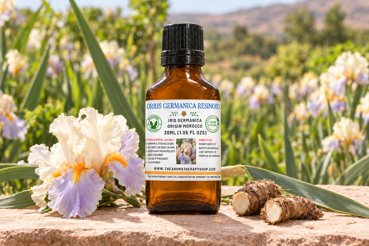 Orris Germanica Resinoid showcase with your label, irises and rhizomes on natural sandstone, and a Moroccan garden background