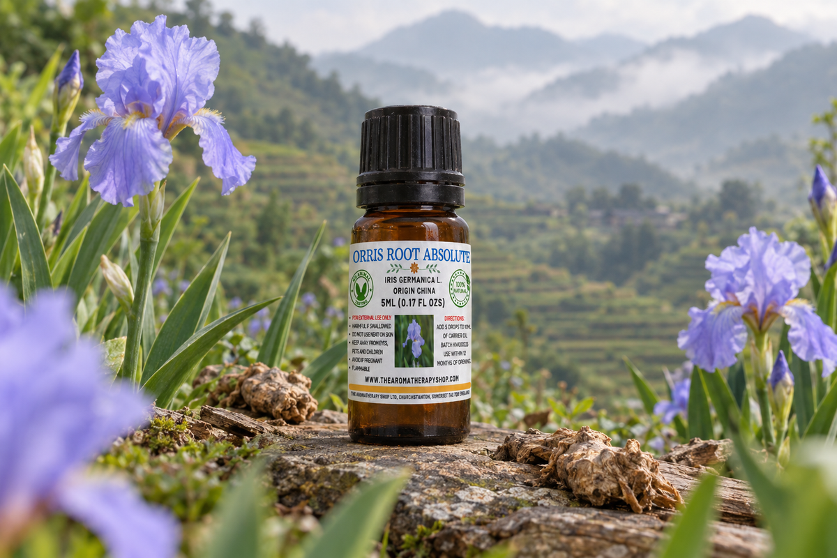 Orris Root Absolute 5ml Chinese outdoor showcase