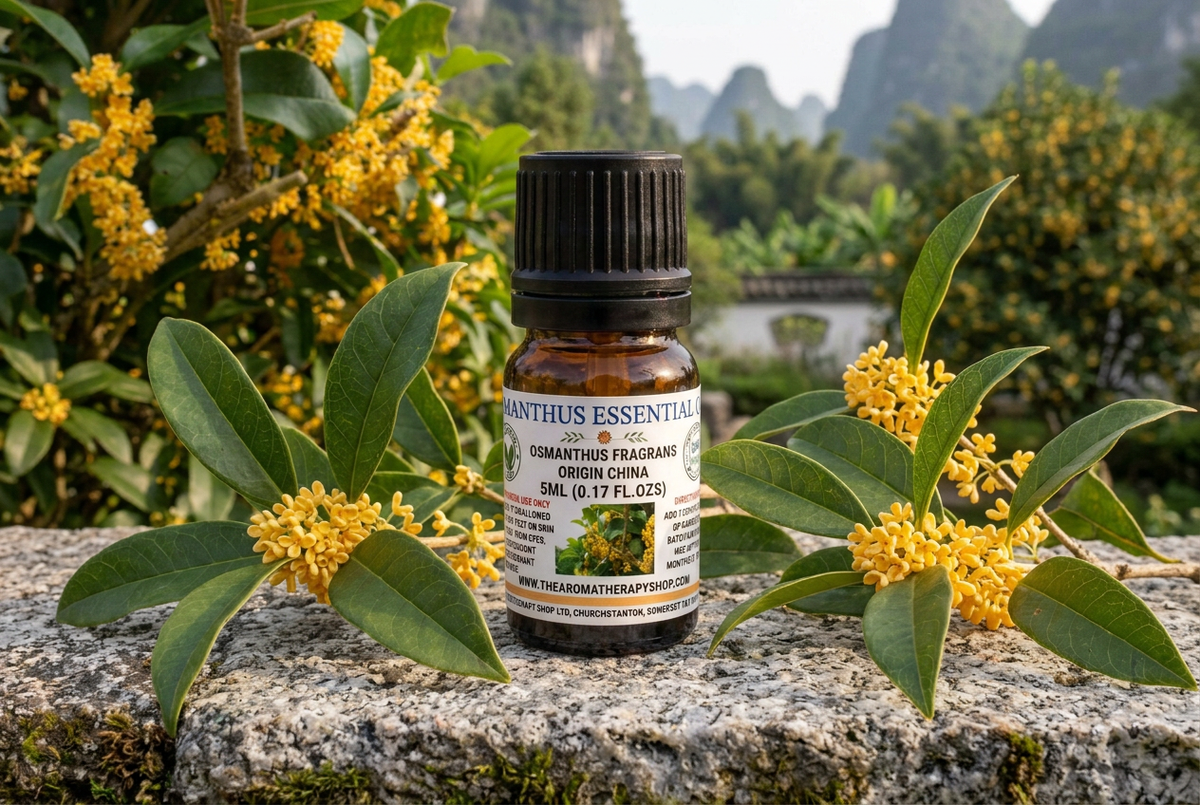Osmanthus 5ml showcase with full-sized flowering branches and leaves on granite in a Chinese garden setting