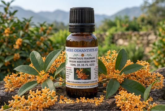 Osmanthus showcase with more flowers